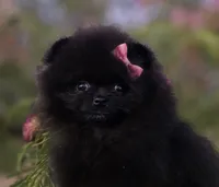 Itsy Bitsy , a female Pomeranian for sale in Redding, CA – 7 of 8