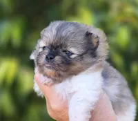Bentley Blue eyes, a male Pomeranian for sale in Redding, CA – 8 of 10