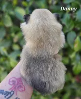 Danny boy , a male Pomeranian for sale in Redding, CA – Photo 4 of 6