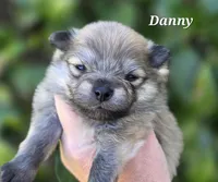Danny boy , a male Pomeranian for sale in Redding, CA – Photo 2 of 6