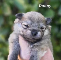 Danny boy , a male Pomeranian for sale in Redding, CA – Photo 3 of 6