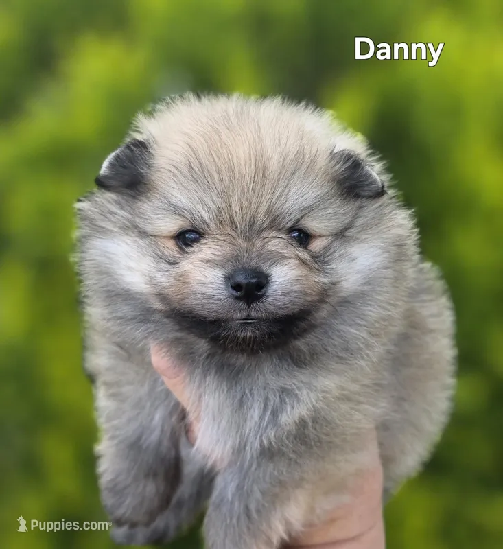 Danny boy  – Pomeranian puppy for sale in Redding, CA