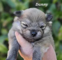 Danny boy , a male Pomeranian for sale in Redding, CA – Photo 5 of 6