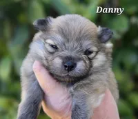 Danny boy , a male Pomeranian for sale in Redding, CA – Photo 6 of 6