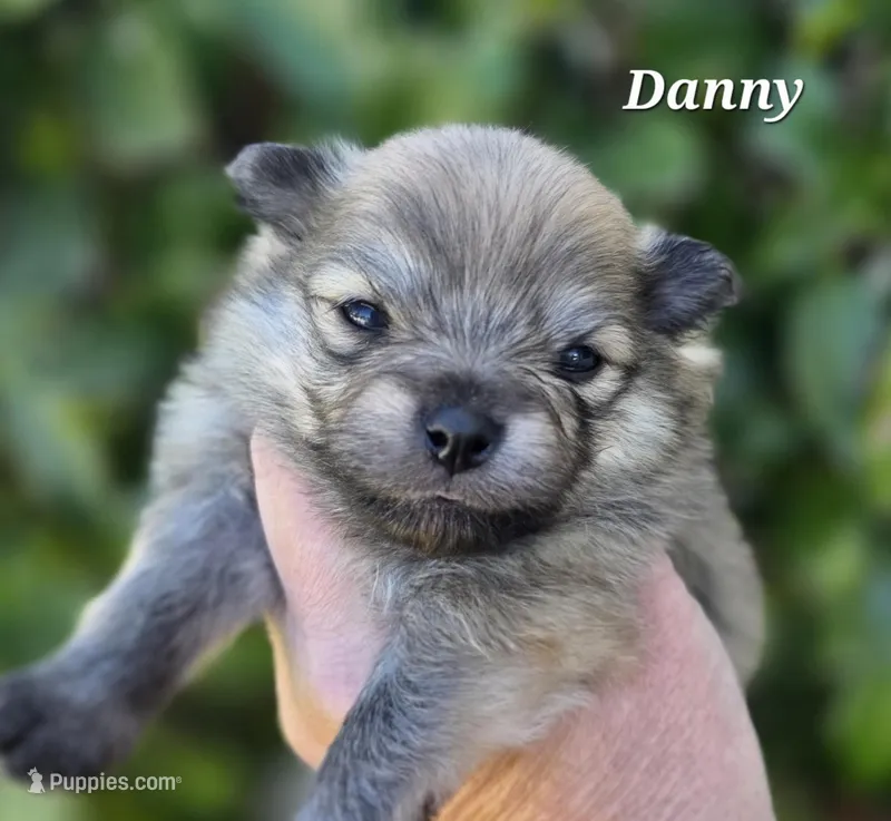 Danny boy  – Pomeranian puppy for sale in Redding, CA