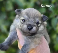 Danny boy , a male Pomeranian for sale in Redding, CA – Photo 1 of 6
