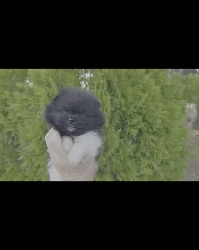 Little Lamborghini , a male Pomeranian for sale in Redding, CA – 3 of 9