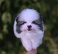 Gabriel, a male Pomeranian for sale in Anderson, CA – 8 of 9
