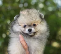 Finnigan, a male Pomeranian for sale in Redding, CA – 2 of 10