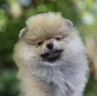 Danny boy , a male Pomeranian for sale in Redding, CA – 6 of 6