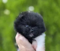 Little Lamborghini , a male Pomeranian for sale in Redding, CA – 4 of 9