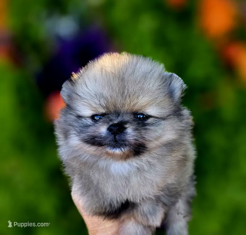 Gelato AKC  – Pomeranian puppy for sale in Redding, CA
