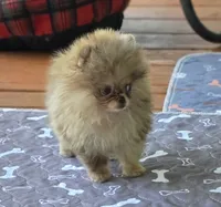 Cadbury , a male Pomeranian for sale in Redding, CA – 7 of 9