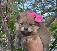 Memory , a female Pomeranian for sale in Redding, CA – 4 of 8