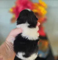 Poet AKC , a male Pomeranian for sale in Redding, CA – 4 of 8