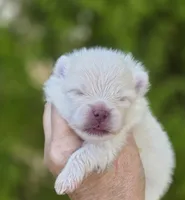 Prodigal Son, a male Pomeranian for sale in Anderson, CA – 5 of 9