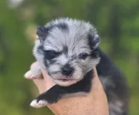 Starry Starry Night , a male Pomeranian for sale in Anderson, CA – 4 of 10