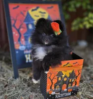Mona Lisa AKC Full, a female Pomeranian for sale in Redding, CA – 4 of 9