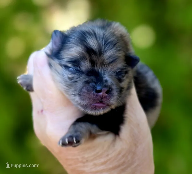 Afogoto AKC  – Pomeranian puppy for sale in Redding, CA