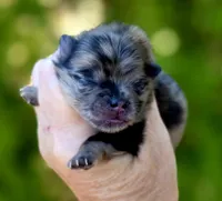Afogoto AKC , a male Pomeranian for sale in Redding, CA – 1 of 10