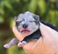 Starry Starry Night , a male Pomeranian for sale in Redding, CA – 5 of 8