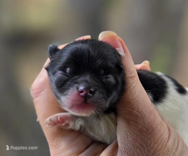 America  – Pomeranian puppy for sale in Redding, CA