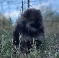 Wookie , a male Pomeranian for sale in Redding, CA – 4 of 7