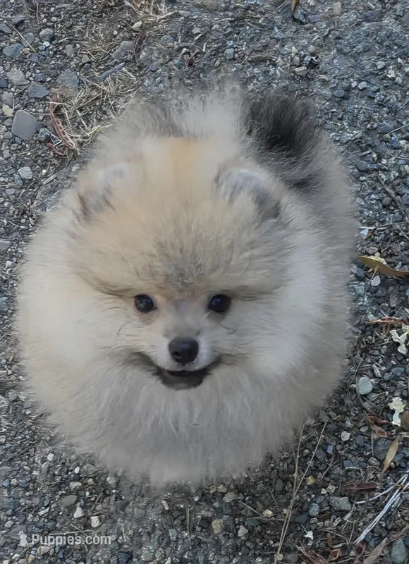 Danny boy  – Pomeranian puppy for sale in Redding, CA