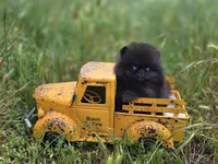 Pip Squeek , a male Pomeranian for sale in Redding, CA – 1 of 7
