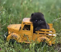 Pip Squeek , a male Pomeranian for sale in Redding, CA – 4 of 7
