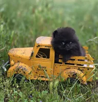Pip Squeek , a male Pomeranian for sale in Redding, CA – 6 of 7