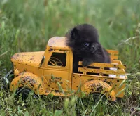 Pip Squeek , a male Pomeranian for sale in Redding, CA – 5 of 7