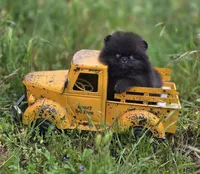 Pip Squeek , a male Pomeranian for sale in Redding, CA – 2 of 7