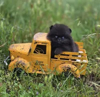Pip Squeek , a male Pomeranian for sale in Redding, CA – 3 of 7