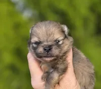 Gelato AKC blue eye, a male Pomeranian for sale in Redding, CA – 2 of 10