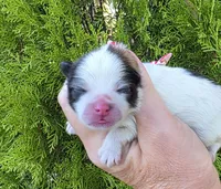 Zion , a male Pomeranian for sale in Redding, CA – 4 of 8