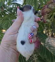 Nirvana , a female Pomeranian for sale in Redding, CA – 8 of 10