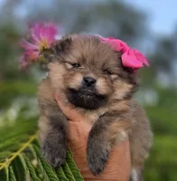 Memory , a female Pomeranian for sale in Redding, CA – 8 of 8