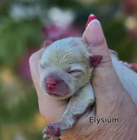 Elysium , a female Pomeranian for sale in Redding, CA – 2 of 8