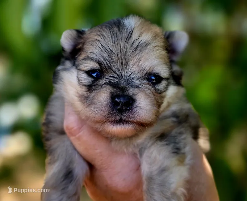 DaVinci  – Pomeranian puppy for sale in Redding, CA