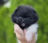 Little Lamborghini , a male Pomeranian for sale in Redding, CA – 8 of 9