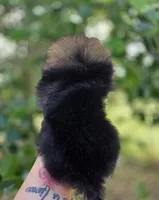 Wookie , a male Pomeranian for sale in Redding, CA – Photo 8 of 8