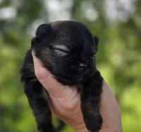 Picasso , a male Pomeranian for sale in Redding, CA – Photo 8 of 10