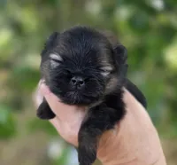 Picasso , a male Pomeranian for sale in Redding, CA – Photo 6 of 10