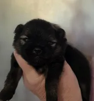 Picasso , a male Pomeranian for sale in Redding, CA – Photo 2 of 10