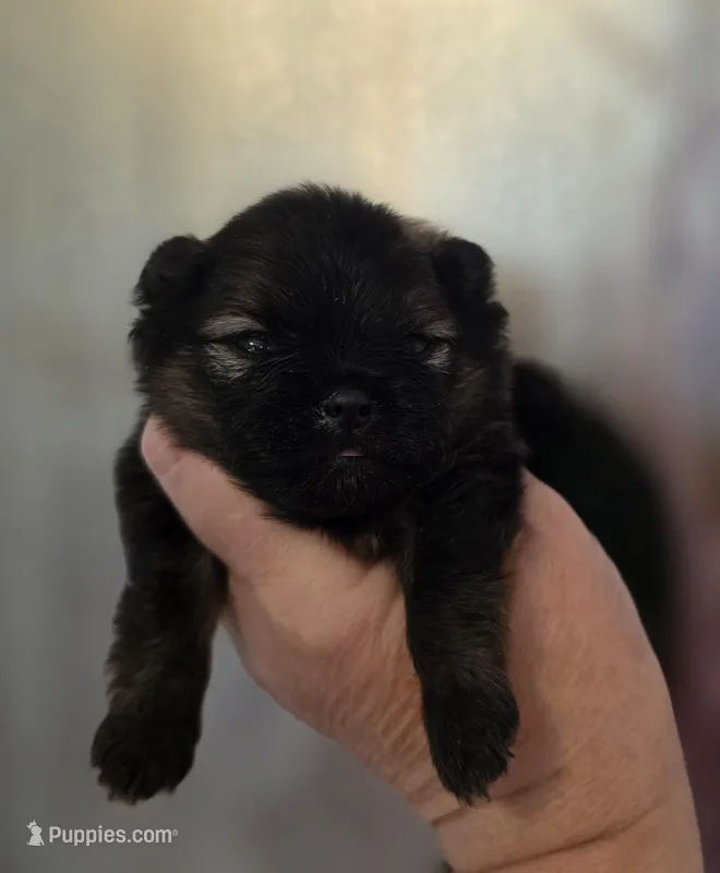 Picasso  – Pomeranian puppy for sale in Redding, CA