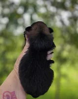 Picasso , a male Pomeranian for sale in Redding, CA – Photo 9 of 10