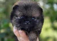 Wookie , a male Pomeranian for sale in Redding, CA – Photo 6 of 8