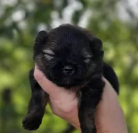 Picasso , a male Pomeranian for sale in Redding, CA – Photo 7 of 10