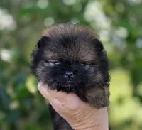 Wookie , a male Pomeranian for sale in Redding, CA – Photo 3 of 8